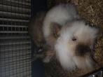 Te koop lief koppel teddy konijnen, Dieren en Toebehoren, Konijnen, Meerdere dieren, Dwerg