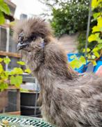 U.S.A. zijdehoen Haan, Dieren en Toebehoren, Pluimvee, Mannelijk, Kip