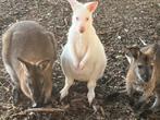 Kangoeroe Wallaby, Dieren en Toebehoren, Overige Dieren, Mannelijk