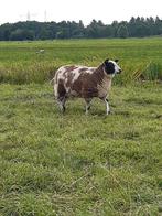 Bonte jonge ooien, Dieren en Toebehoren, Schapen, Geiten en Varkens, Vrouwelijk, Schaap, 0 tot 2 jaar