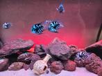 Zebra chicliden, Dieren en Toebehoren, Vissen | Aquariumvissen, Vis