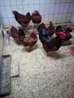 Broedeieren van Barnevelder kriel mahonie gekleurd, Dieren en Toebehoren, Pluimvee, Geslacht onbekend, Kip