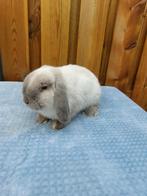 Te koop mooie marter ram !, Dieren en Toebehoren, Konijnen, Mannelijk, Dwerg, Hangoor, 0 tot 2 jaar