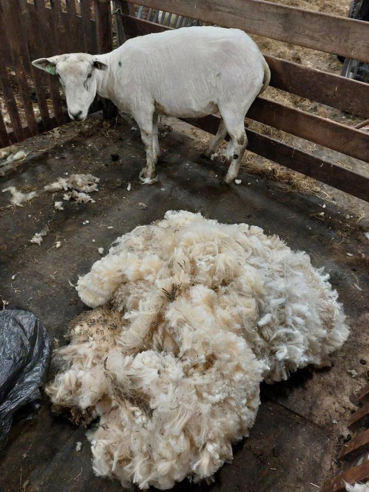 Swifter wol geschikt voor spinnen, Hobby en Vrije tijd, Spinnewielen en Spinnen, Spinwol, Ophalen of Verzenden