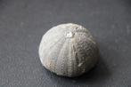 Fossiel zee-egel wereld, Verzamelen, Mineralen en Fossielen, Ophalen of Verzenden, Fossiel