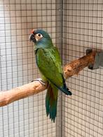 Jonge Ara M., Dieren en Toebehoren, Geslacht onbekend, Papegaai