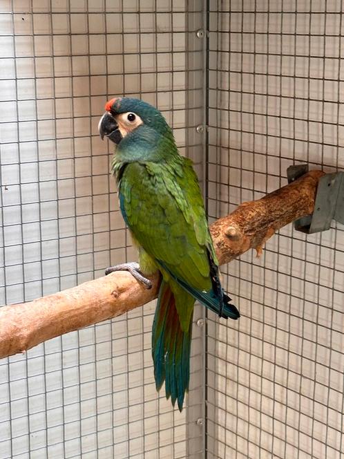 Jonge Ara M., Dieren en Toebehoren, Vogels | Parkieten en Papegaaien, Papegaai, Geslacht onbekend