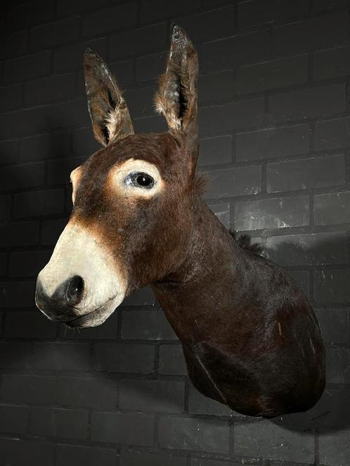 Opgezette ezel shouldermount donkey taxidermy, Verzamelen, Dierenverzamelingen, Opgezet dier, Ophalen of Verzenden