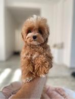 Exclusieve Aziatische Maltipoo F1, TeaCup pup reutje, Dieren en Toebehoren, Honden | Chihuahua's en Gezelschapshonden, Particulier