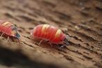 Ardentiella sp Scarlet (vroeger Merulanella)