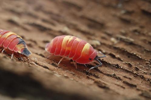 Ardentiella sp Scarlet (vroeger Merulanella), Dieren en Toebehoren, Insecten en Spinnen