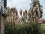 Pampas pluimen die mogen Gratis weg!, Ophalen, Volle zon, Vaste plant, Siergrassen