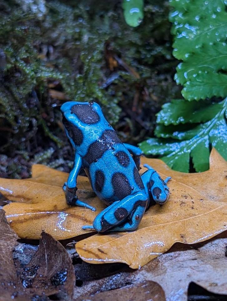 Dendrobates Auratus Celeste, Dieren en Toebehoren, Reptielen en Amfibieën, Amfibie, 0 tot 2 jaar