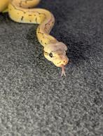 0.1 Female Pastel Pinstripe Desert Ghost 2025, Dieren en Toebehoren, Reptielen en Amfibieën, Slang, Tam, 0 tot 2 jaar