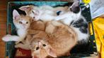 Maine Coon mix kittens met chip te koop, Meerdere dieren, Gechipt, 0 tot 2 jaar
