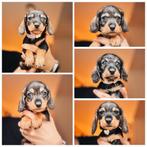 De allerliefste dwerg/kaninchen teckel pups, Kaninchen, 8 tot 15 weken, Parvo, Meerdere