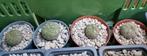 PSEUDOLITHOS MIGIURTINUS CACTUS MOOIE, Huis en Inrichting, Kamerplanten, Ophalen of Verzenden, Minder dan 100 cm, Volle zon, In pot