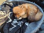 Pomeriaan, Reu, 8 tot 15 weken, Eén hond, Nederland