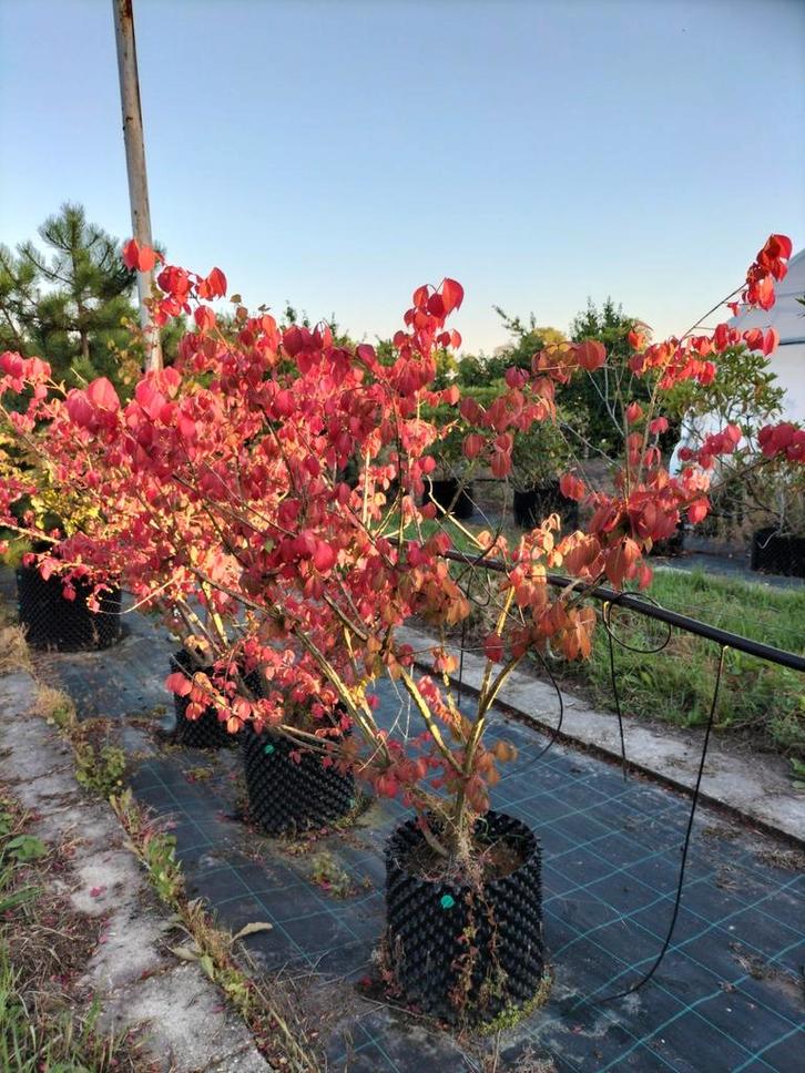 Euonymus alatus/ gevleugelde kardinaalshoed, Tuin en Terras, Planten | Bomen, Overige soorten, 100 tot 250 cm, Volle zon, Ophalen