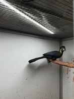 Mooie overjarige witwangtoerako, Mannelijk