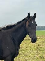 2,5 jarige zwarte ruin, Dieren en Toebehoren, Paarden, Springpaard, Gechipt, Ruin, 0 tot 2 jaar