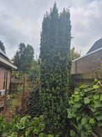 Taxus struiken, Tuin en Terras, Ophalen of Verzenden, Bloeit niet, Halfschaduw, Overige soorten