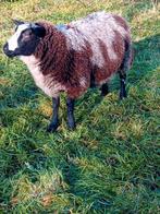 Te huur beste  bonte  dekram, Dieren en Toebehoren, Schapen, Geiten en Varkens, Mannelijk, Schaap