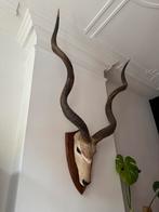 Antilope kop te koop, Ophalen, Zo goed als nieuw
