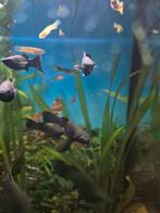 Black Molly's RUILEN!, Vis