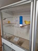 kanaries te koop, Dieren en Toebehoren, Meerdere dieren, Kleurkanarie