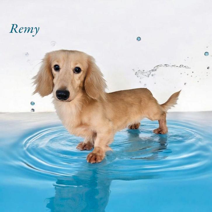 Cream crème blond teckel dekreutje ️‍️‍️‍️‍, Dieren en Toebehoren, Honden | Dekreuen, Reu, Fokker | Professioneel, Eén hond, Nederland