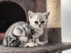 1 Britse korthaar Silver Tabby (katertje), Kater