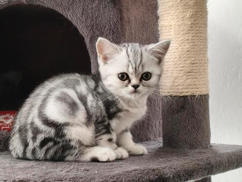 1 Britse korthaar Silver Tabby (katertje), Dieren en Toebehoren, Katten en Kittens | Raskatten | Korthaar, Kater