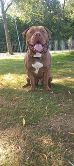 Bully xl, Rabiës (hondsdolheid), Reu, 1 tot 2 jaar, Eén hond