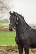 Veelbelovende Friese hengst - 2 jaar, Dieren en Toebehoren, Paarden, Met stamboom, Dressuurpaard, 0 tot 2 jaar, Hengst