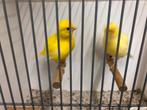 Koppel fife fancy en enkele mannen, Dieren en Toebehoren, Vogels | Kanaries, Meerdere dieren, Postuurkanarie