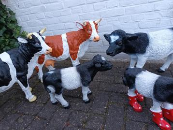 Nieuwe Beelden koeien en kalfjes  beschikbaar voor biedingen