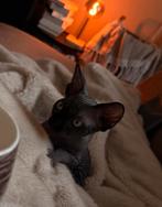 Sphynx meisje 4 maanden oud, Dieren en Toebehoren, Katten en Kittens | Raskatten | Korthaar, Poes, Gechipt, 0 tot 2 jaar