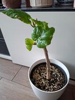 Ficus umbelatta, Huis en Inrichting, Kamerplanten, Ophalen of Verzenden, Ficus, Minder dan 100 cm