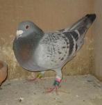 Postduif doffer 2024, Dieren en Toebehoren, Vogels | Duiven, Mannelijk, Postduif