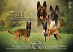 Mechelse herder pups met FCI stamboom, Dieren en Toebehoren, Honden | Herdershonden en Veedrijvers, 8 tot 15 weken, CDV (hondenziekte)