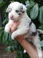 Border collie pups, 8 tot 15 weken, Collie, Meerdere, Meerdere dieren