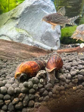 +/- 100 Bruine rabbit snails beschikbaar voor biedingen