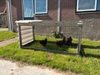 4 koperzwarte Marans hennen!, Dieren en Toebehoren, Pluimvee, Vrouwelijk, Kip