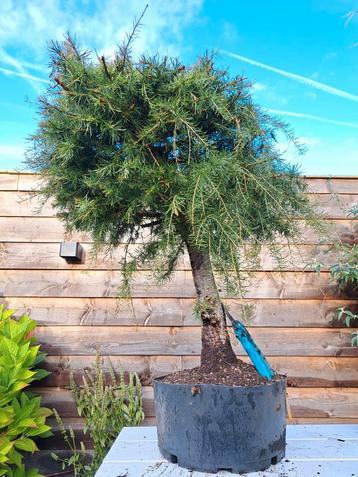 Grote Larix Bonsai Starter beschikbaar voor biedingen