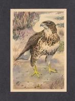 Roofvogel Buizerd (8)., Verzamelen, Ansichtkaarten | Dieren, 1960 tot 1980, Vogel, Ophalen of Verzenden