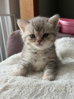 Kittens Kortharige Britse 3 stuks, Meerdere dieren