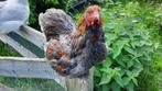 Brahma haan, Dieren en Toebehoren, Pluimvee, Mannelijk, Kip