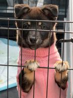 Puppies mix Japanse Spits & Jack Russel, Dieren en Toebehoren, Keeshond, 8 tot 15 weken, Parvo, Meerdere