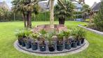 Trachycarpus fortunei, winterharde palm, Tuin en Terras, Planten | Bomen, Minder dan 100 cm, Zomer, Volle zon, Ophalen